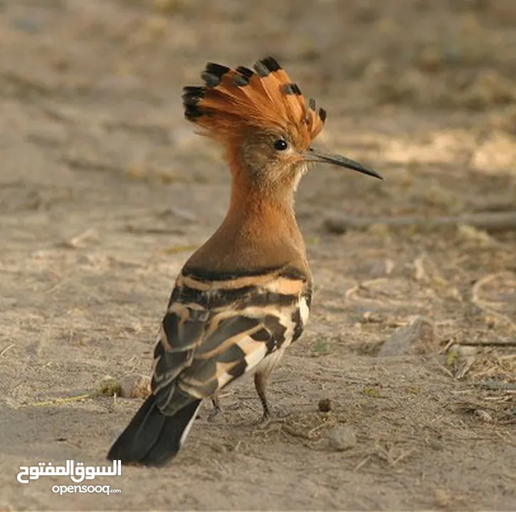 هدهد سليمان