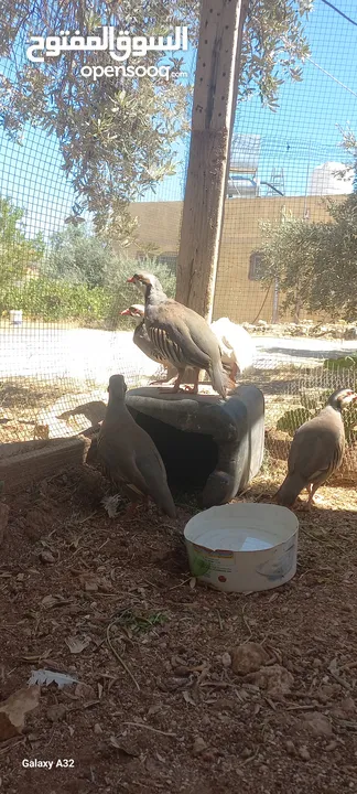 خمسة ذكور حجل  للبيع