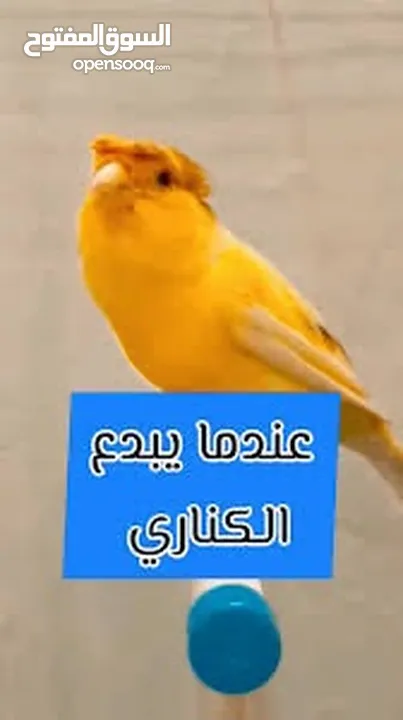 تشكيلة كنارات خرافية البيع عالسمع اذا مش نار ومغنى احلى من ام كلتوم لا تشيل تعال عالوصف