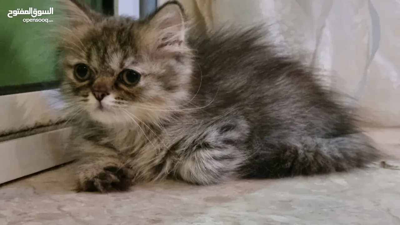 Female Turkish kitten/ قطه تركيه