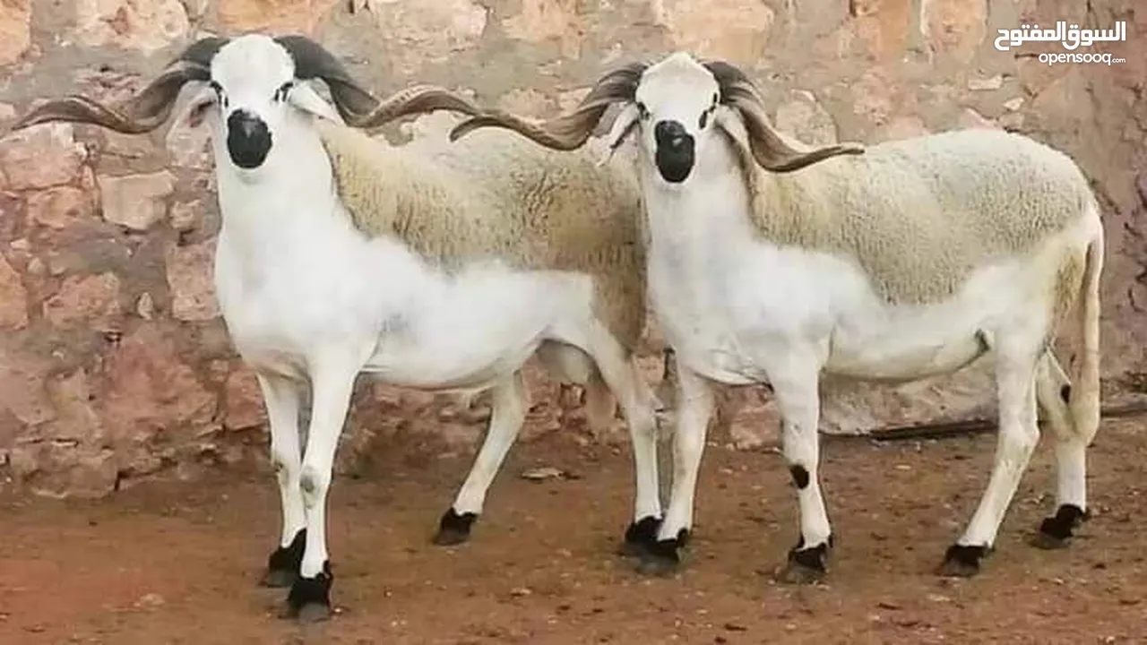لحام متنقل ذبح أضاحي خاروف عجل بلدي جمل غنم بلدي روماني برزيلي كولمبي اسباني خروف بلدي جزار متنقل