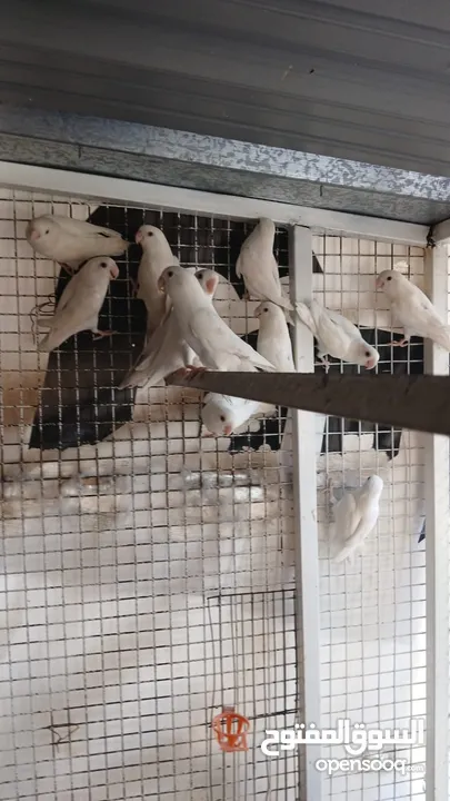مطير روز البينو عين حمره