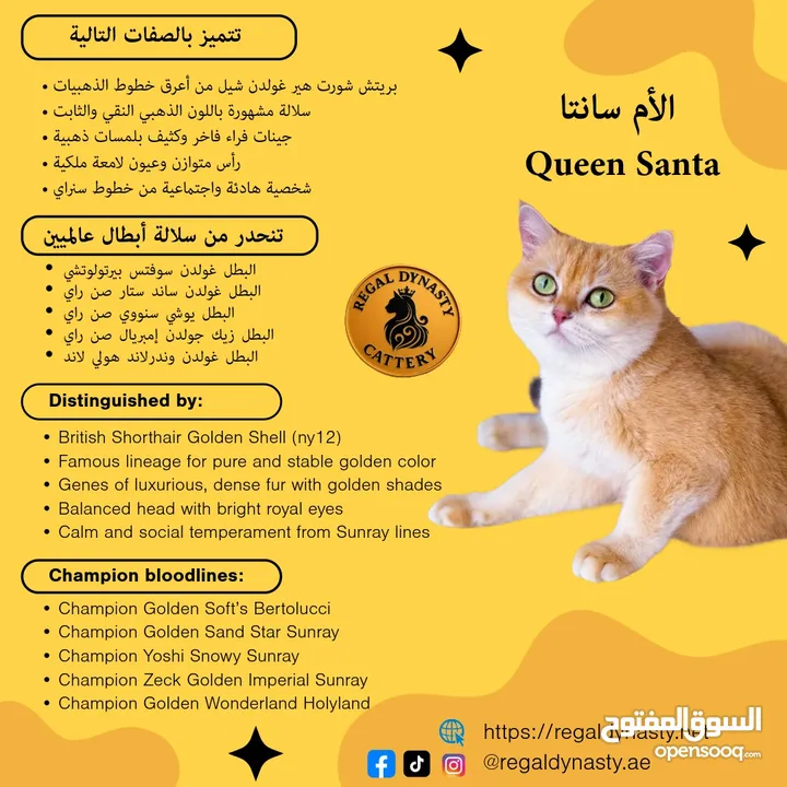 High-level British Shorthair kittens with pedigree