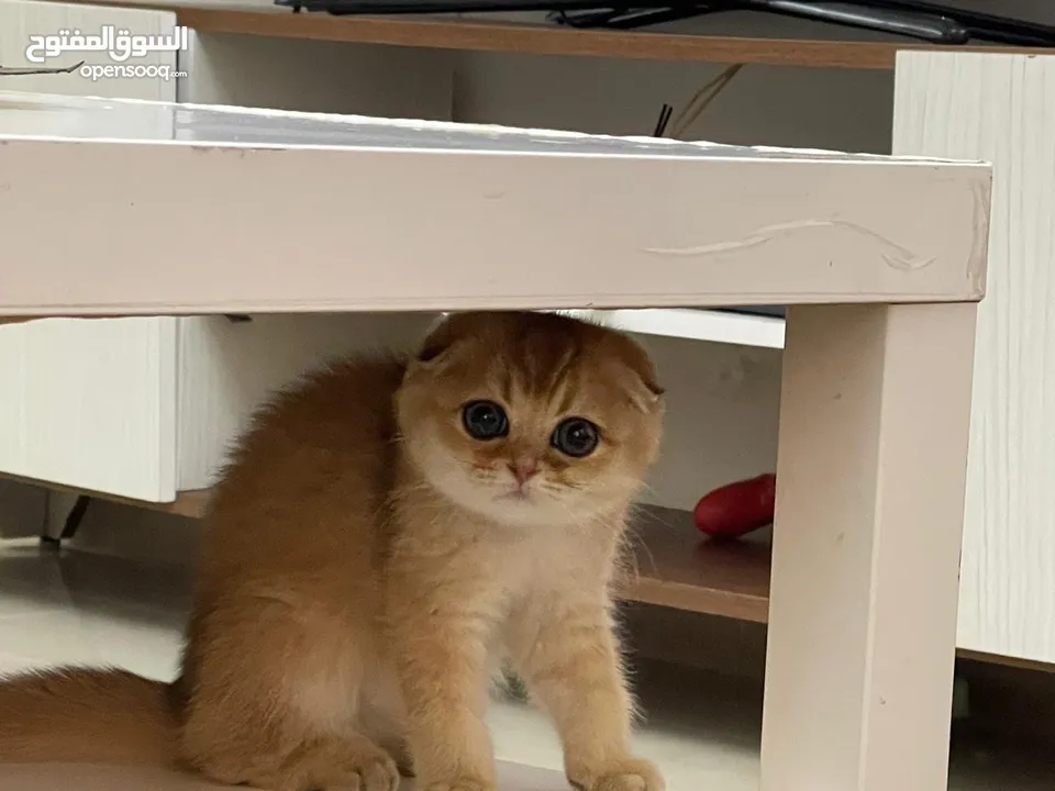 قطط سكوتشات