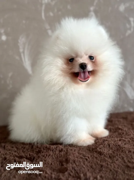 بومارينيان تيكب أصغر حجم مستوى عالي جدا pomeranian t_cup