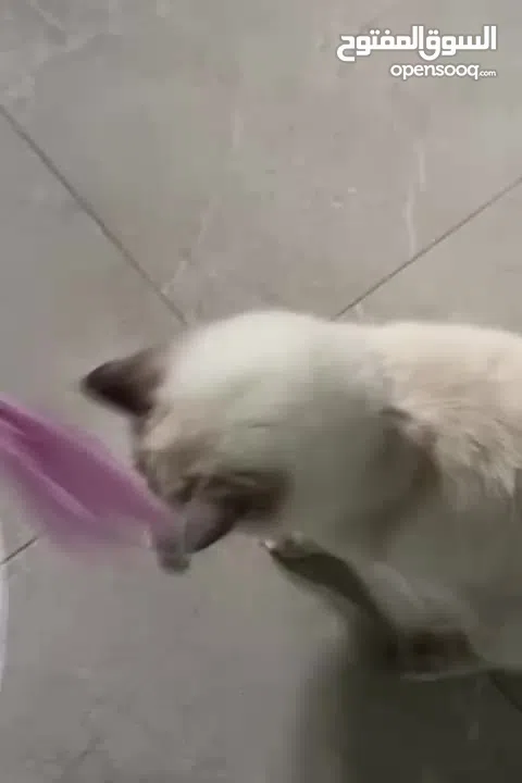 قطة سكتش ستريت