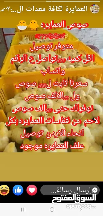 صوص لاحم مزارع   اعلاف ذره صويا شعير وعده محلات الدجاج   كيا فنتيرا موديل 1999ازرق كاش اواقساط