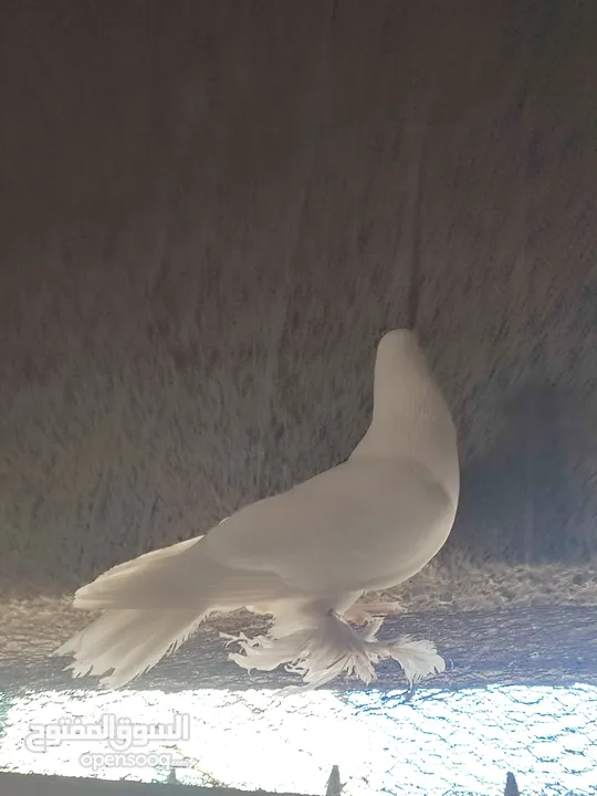 طيره هزاز بندوق فرنسي
