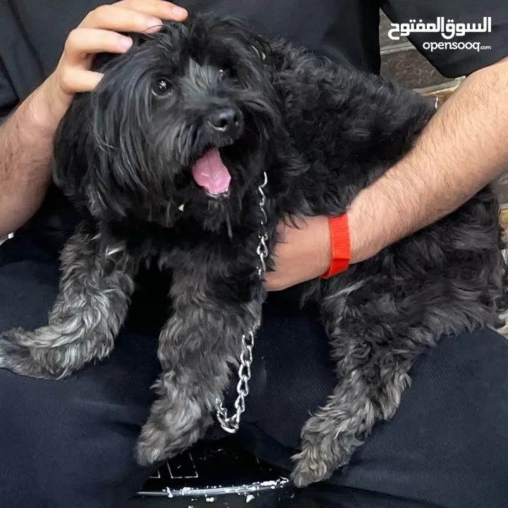 كلب فرنسي للبيع بداعي السفرر للبيع بداعي السفر ملب امور و لون بلانك
