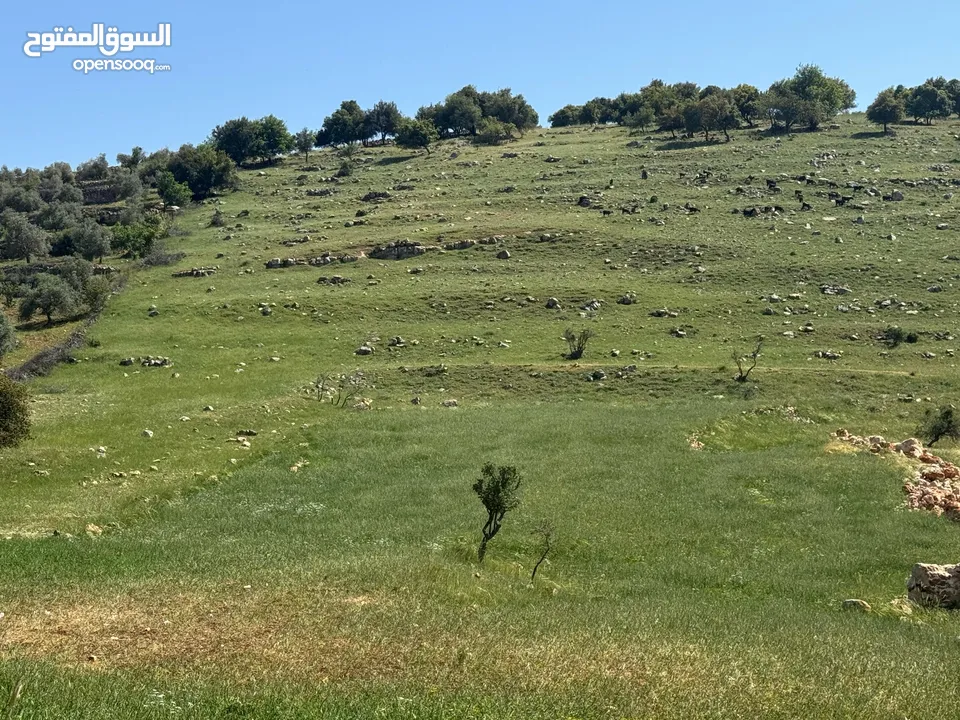 قطعة أرض زراعية جاهزة للزراعية