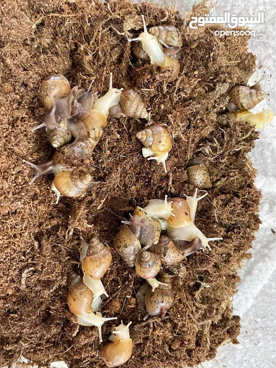 حلزون افريقي african snails