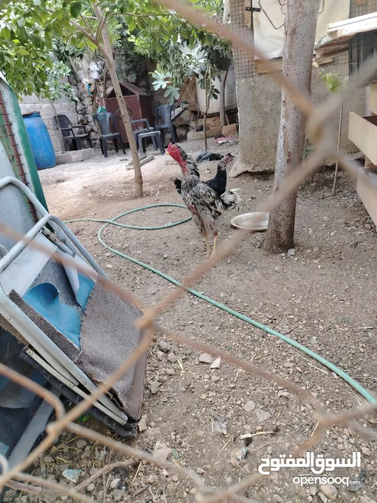 بيت دجاج براهيم وباكستاني