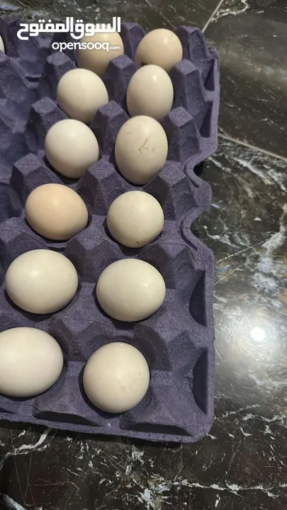 جاج لمبرجيني