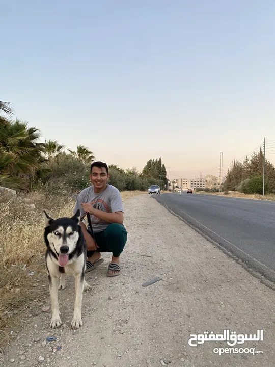 هاسكي أثنى حامل