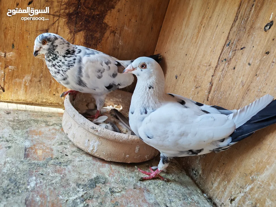 اربع جواز حمام للبيع مع القن