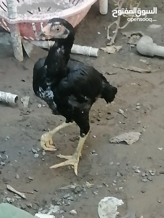 دجاج باكستاني للبيع