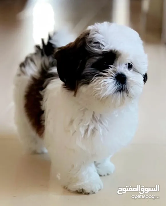 Mini Shih Tzu pure female puppy fully vaccinated, trained with Microship and Passport.