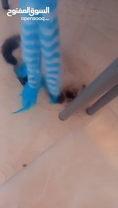 للبيع هملايا لعوبه