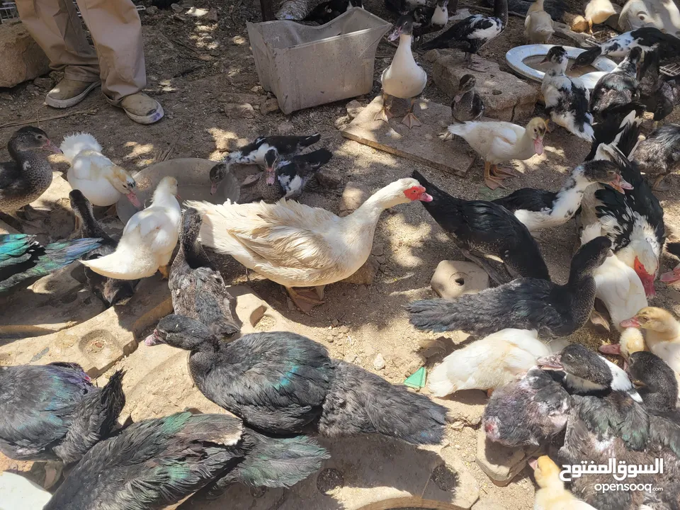 بطط مرتب لحم خرافي لانه مهتمين بغذائه يوجد أحجام مختلفه + يوجد حجل لحم مرتب + بيض بط+ بيض حجل