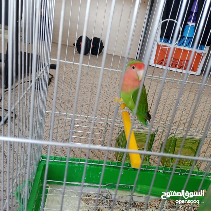 ببغاء روز لون مميز