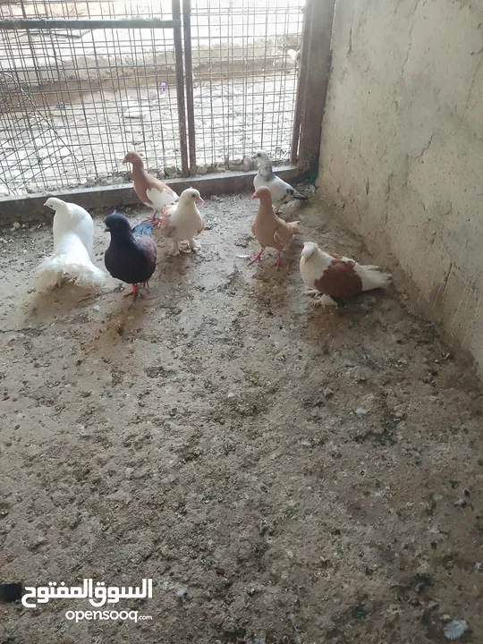 متاح جواز و حبات فلت موجودات طبربور سعرهن كويس