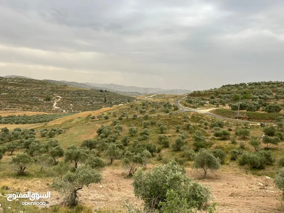 ارض كوشان طابو للبيع - بين بزاريا وبرقة