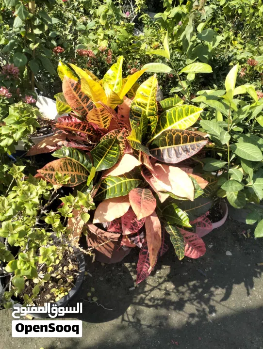 Garden Mantince New Garden