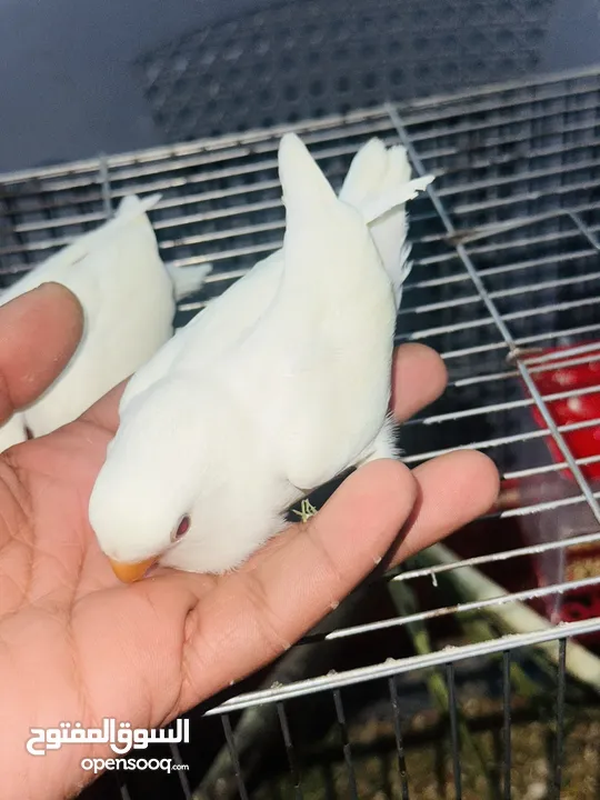جوز روز البينو بيور ابيض صافي حاليا تحتو فرخ 3 بيضات