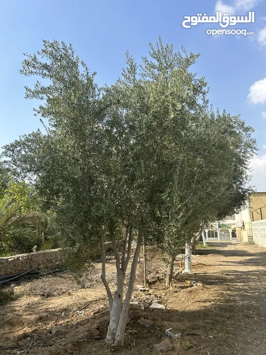 شجر زيتون اسباني للبيع-spanish olive trees - (234123864) | السوق المفتوح