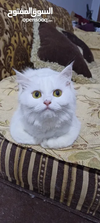 قطة أنثى للتبني لظروف السفر الطارئة