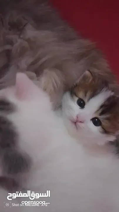 قصه سكره و لوزه أنقذت امهم (ببلي) من شارع لما أهلها ىموها وهيا حامل ولدت عندي وكبرو ولادها عندي