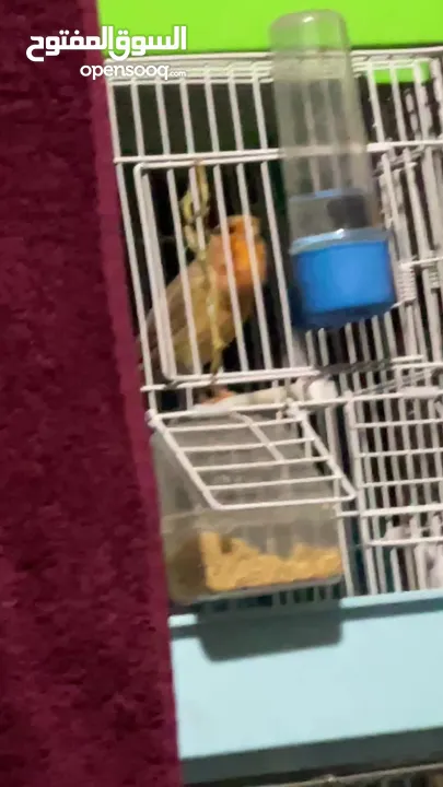 يوجد طيور كناري مميزة وجميلة في الخليل