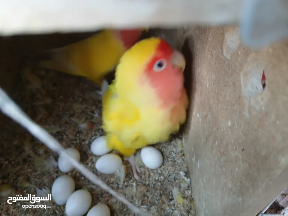 زوج ببغاء روز منتجين وتحتهم 7 بيضات بصحه ممتازه