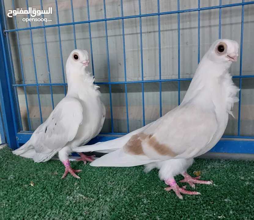 جوز مخاليف بولش نخب