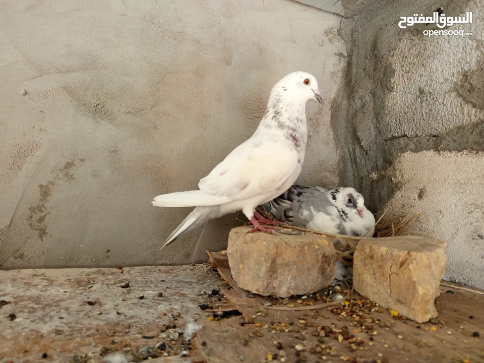 زوج تهجين تور للبيع شرط النظافه والصحه والتبزير 