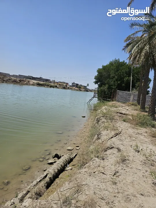 قطعه على الشط المساحه اقل الدونم  تحويل مباشر بأسم المشتري