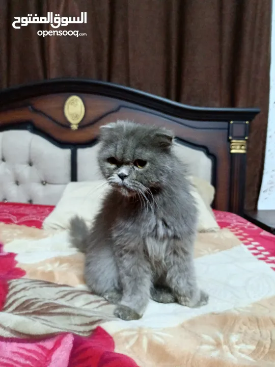 قطه سكوتش فولد لون سكني للبيع بسعر مغري جدا للتواصل  القطه اكتير الاليفه وهاديه
