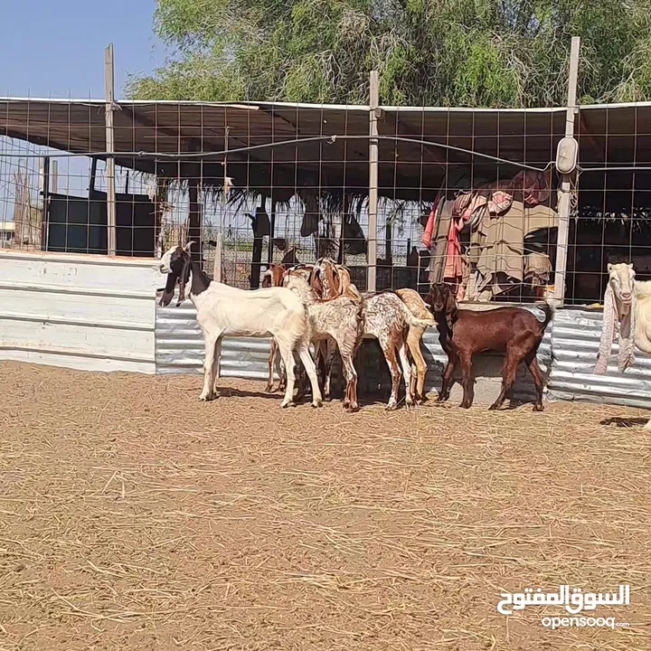 سبع معز وتيس فحل للبيع اقرأ قبل التواصل