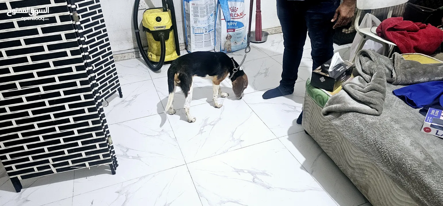 FIVE MONTH OLD MALE BEAGLE PUPPY