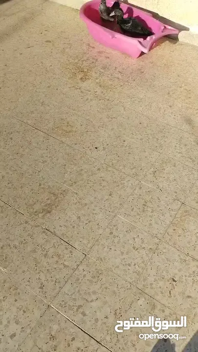 بط بلدي للبيع