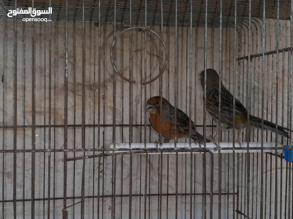 3جواز كنارات للبيع جواهز