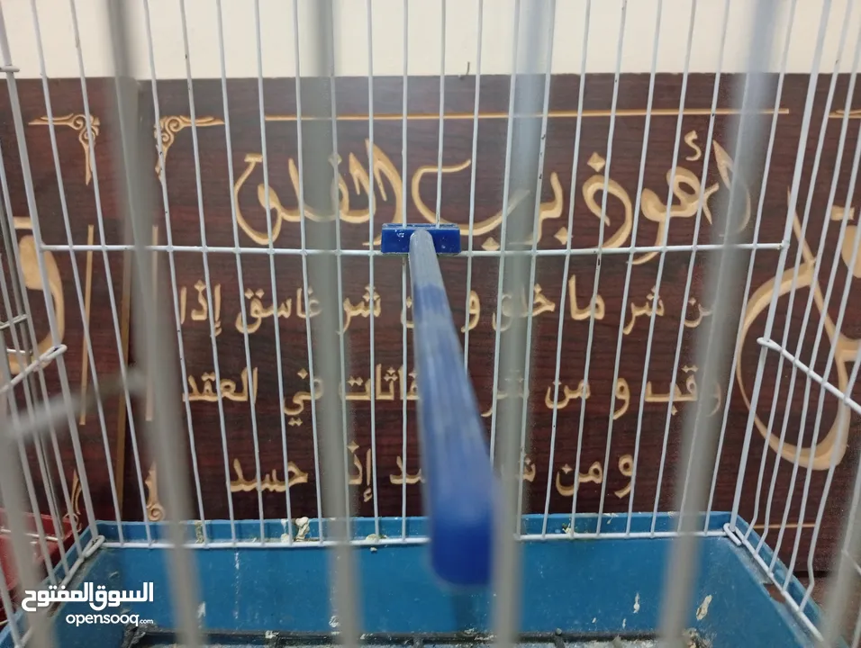 قفصين واحد جديد و تاني مستعمل