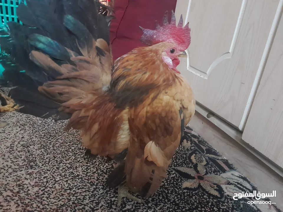 دجاج سيراما قزم اليف جدا