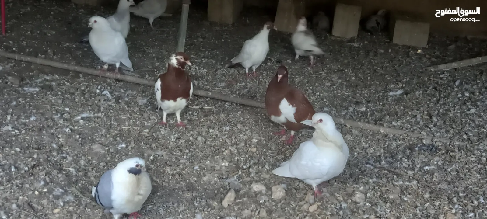 جواز حمام شغاله  للبيع  الكوم  17 حبه سعر الحبه دينارين من الاخر