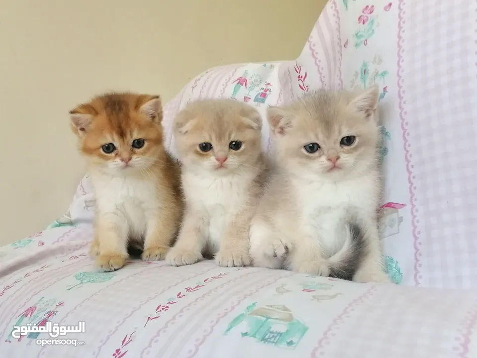 سكوتش فولد وسكوتش ستريت جولدن للبيع