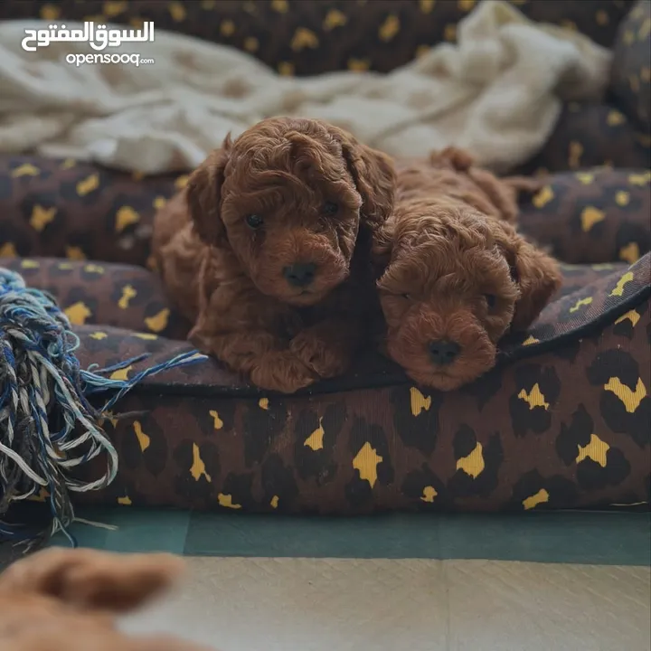 جراء بودل مستويات عالية جدا جدا جدا اهالي استيراد خارجي مستويات خرافية تسليم في أي عياده بيطرية