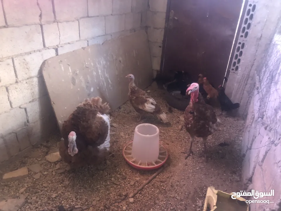 حبش احمر تركي نخب اول جواز