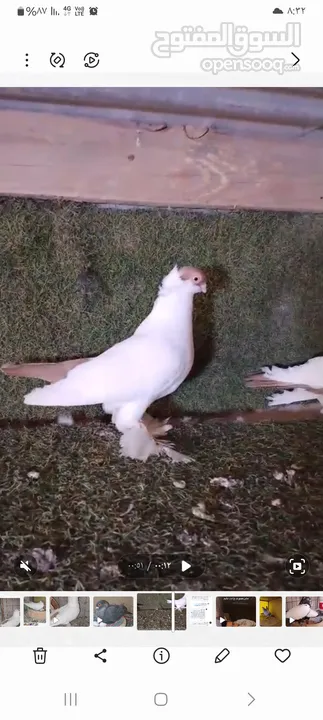 متاح جوزين شغالات