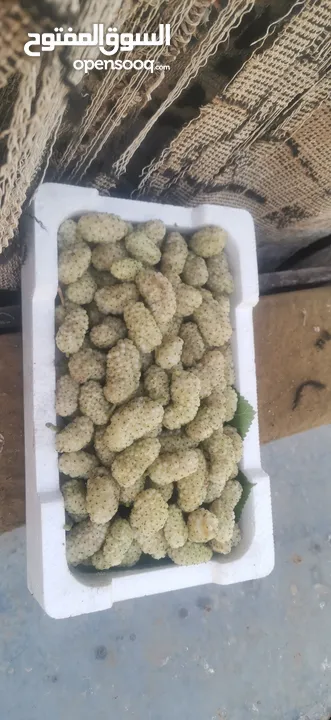 يوجد توت ابيض اسود