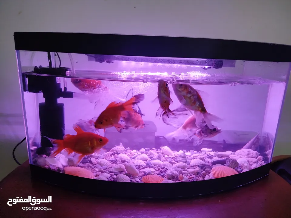 حوض سمك للبيع